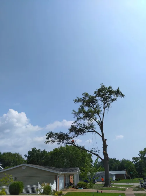 Tree crew at work in Jefferson County